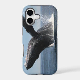 Adult Humpback Whale Breaching
