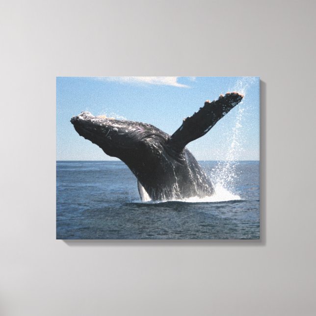 Adult Humpback Whale Breaching Canvas Print (Front)
