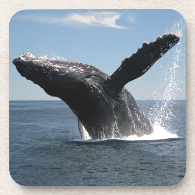 Adult Humpback Whale Breaching Coaster (Front)