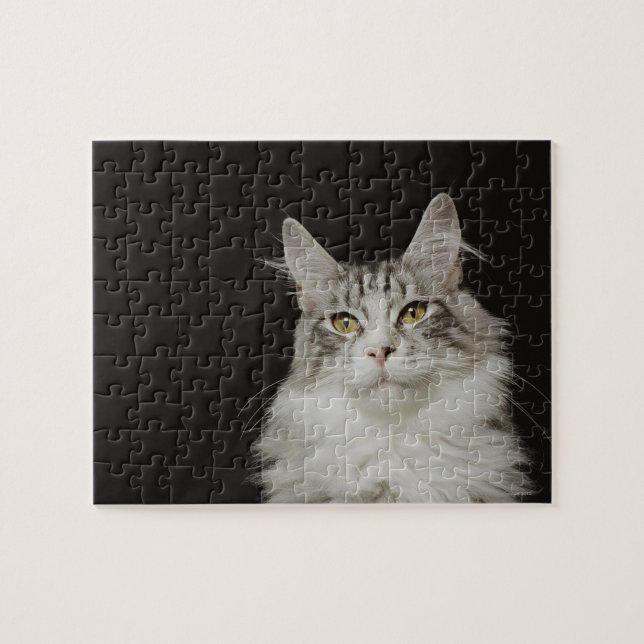 Adult Maine Coon Cat Jigsaw Puzzle (Horizontal)