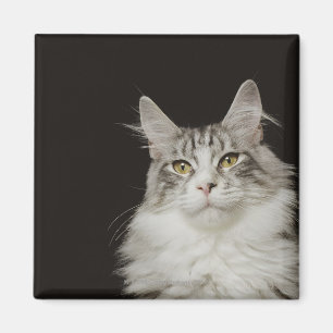 Adult Maine Coon Cat Magnet