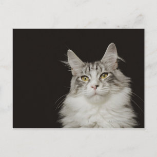 Adult Maine Coon Cat Postcard