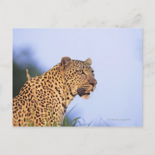 Adult male leopard (Panthera pardus) Postcard