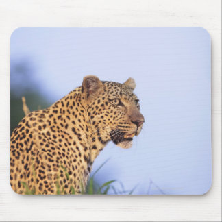Adult male leopard (Panthera pardus), resting on Mouse Pad
