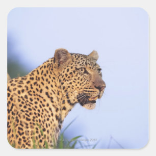 Adult male leopard (Panthera pardus), resting on Square Sticker