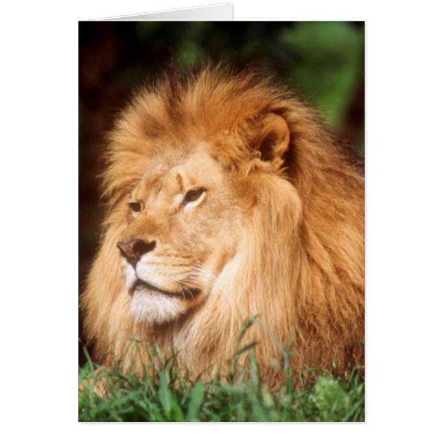 Adult male Lion (Front)