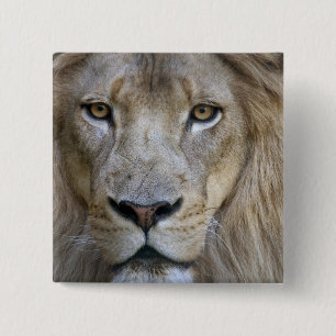 Adult male lion at the Sacramento Zoo, CA 2 Inch Square Button
