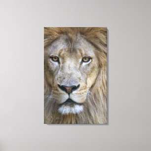 Adult male lion at the Sacramento Zoo, CA Canvas Print