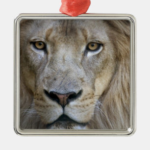 Adult male lion at the Sacramento Zoo, CA Metal Ornament