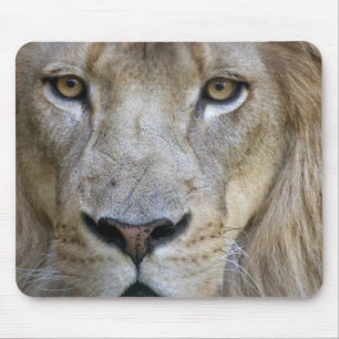 Adult male lion at the Sacramento Zoo, CA Mouse Pad