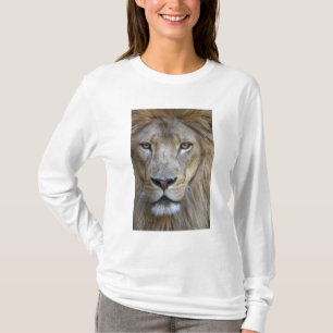 Adult male lion at the Sacramento Zoo, CA T-Shirt