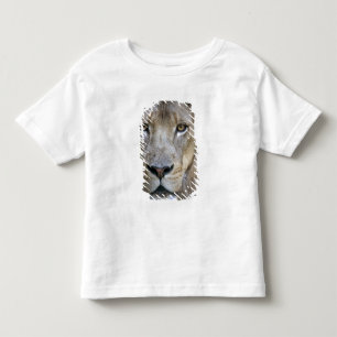 Adult male lion at the Sacramento Zoo, CA Toddler T-shirt