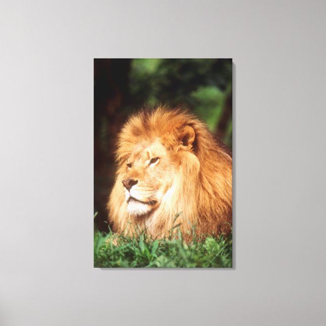 Adult male Lion Canvas Print (Front)