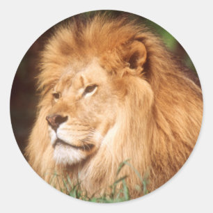 Adult male Lion Classic Round Sticker