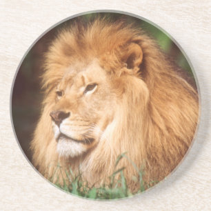 Adult male Lion Coaster
