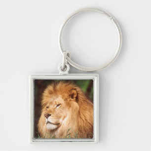 Adult male Lion Keychain