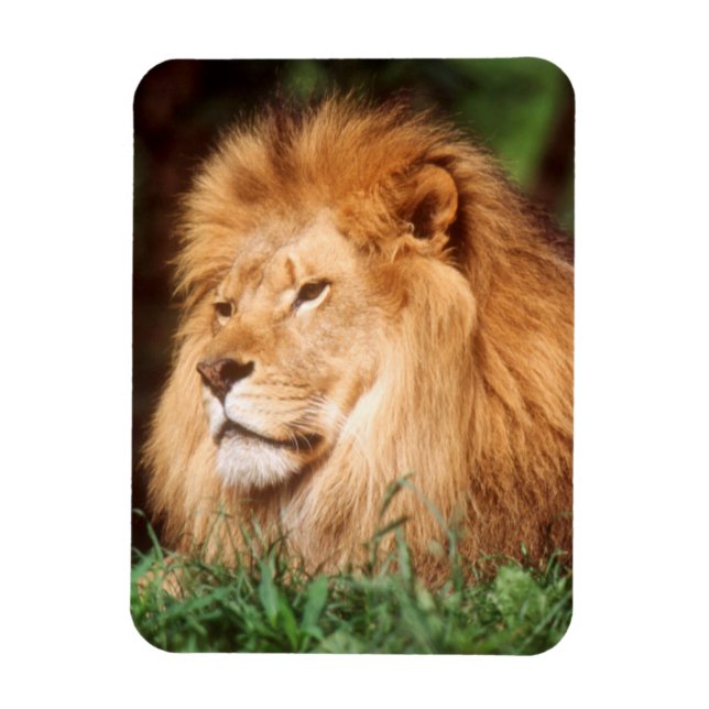 Adult male Lion Magnet (Vertical)