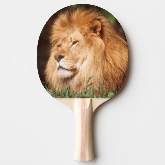 Adult male Lion Ping Pong Paddle (Front)