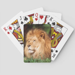 Adult male Lion Playing Cards