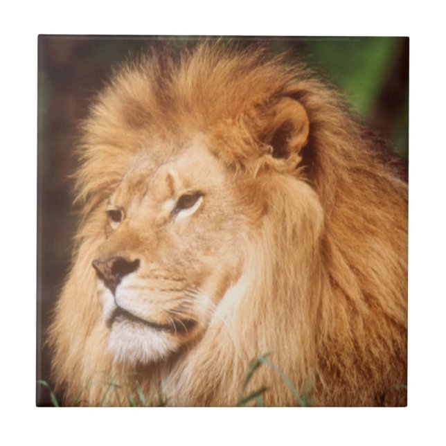 Adult male Lion Tile (Front)