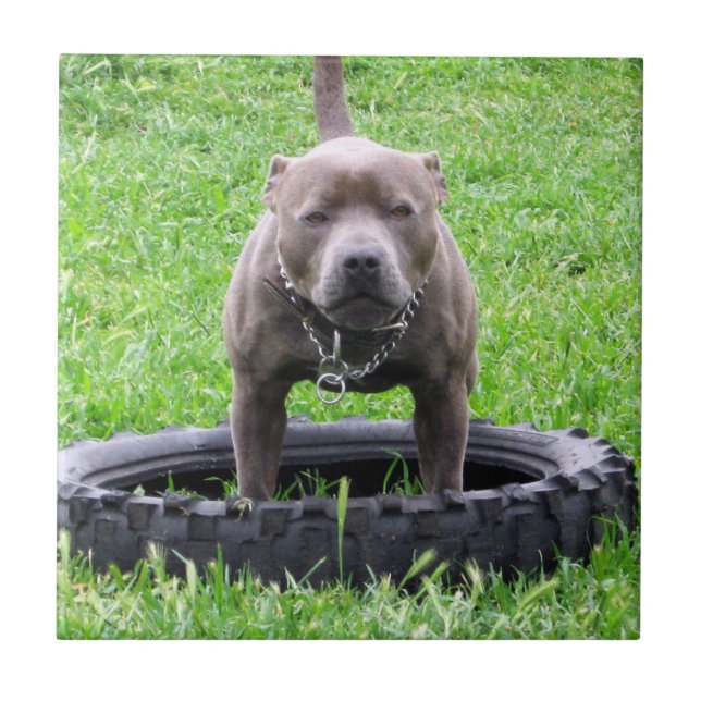 Adult Male Staffordshire Terrier Ready To Play, Tile (Front)