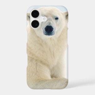 Adult polar bear large boar on the summer ice