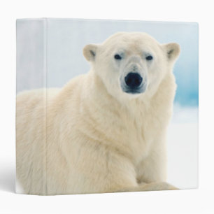 Adult polar bear large boar on the summer ice binder