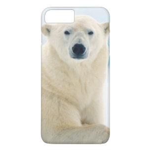 Adult polar bear large boar on the summer ice Case-Mate iPhone case