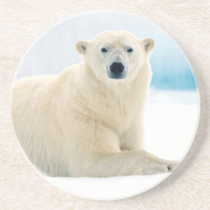 Adult polar bear large boar on the summer ice coaster
