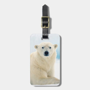 Adult polar bear large boar on the summer ice luggage tag