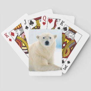 Adult polar bear large boar on the summer ice playing cards