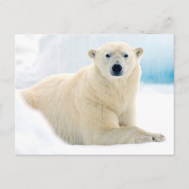 Adult polar bear large boar on the summer ice postcard (Front)