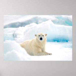 Adult polar bear large boar on the summer ice poster
