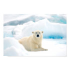 Adult polar bear large boar on the summer ice