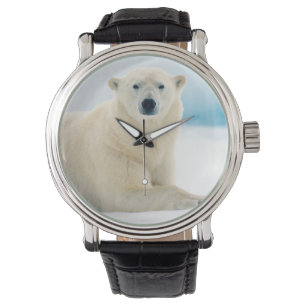 Adult polar bear large boar on the summer ice watch