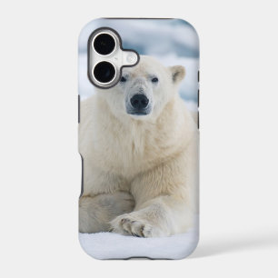 Adult polar bear on the summer pack ice
