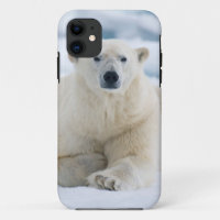 Adult polar bear on the summer pack ice