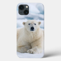 Adult polar bear on the summer pack ice