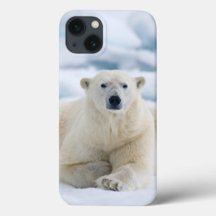 Adult polar bear on the summer pack ice iPhone 13 case