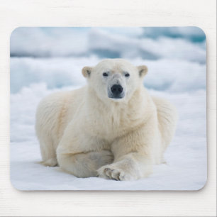Adult polar bear on the summer pack ice mouse pad