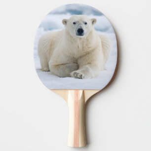 Adult polar bear on the summer pack ice ping pong paddle