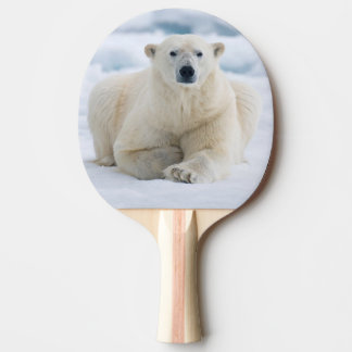 Adult polar bear on the summer pack ice ping pong paddle