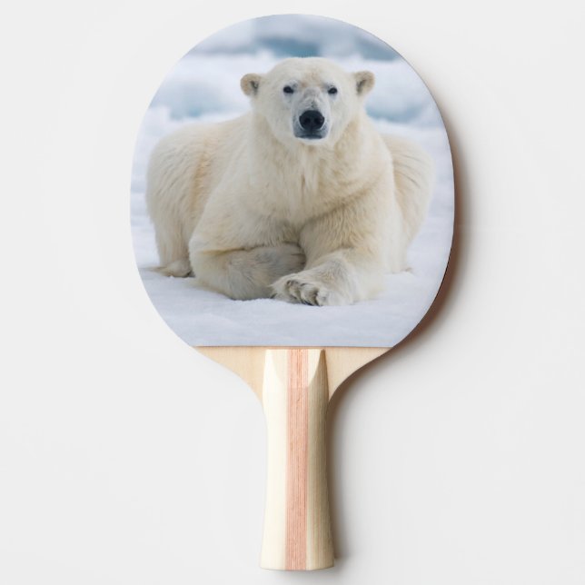 Adult polar bear on the summer pack ice ping pong paddle (Front)