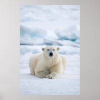 Adult polar bear on the summer pack ice