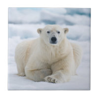 Adult polar bear on the summer pack ice