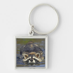 Adult Raccoon, Procyon lotorOrder : Keychain