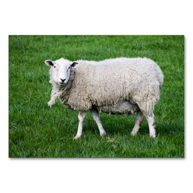 Adult Sheep Table Number (Front)