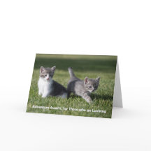 Adventure attend la carte de billet chaton