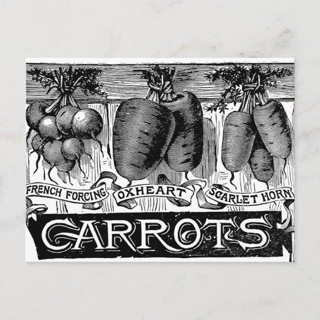 Advert 4 vintage carrots postcard (Front)