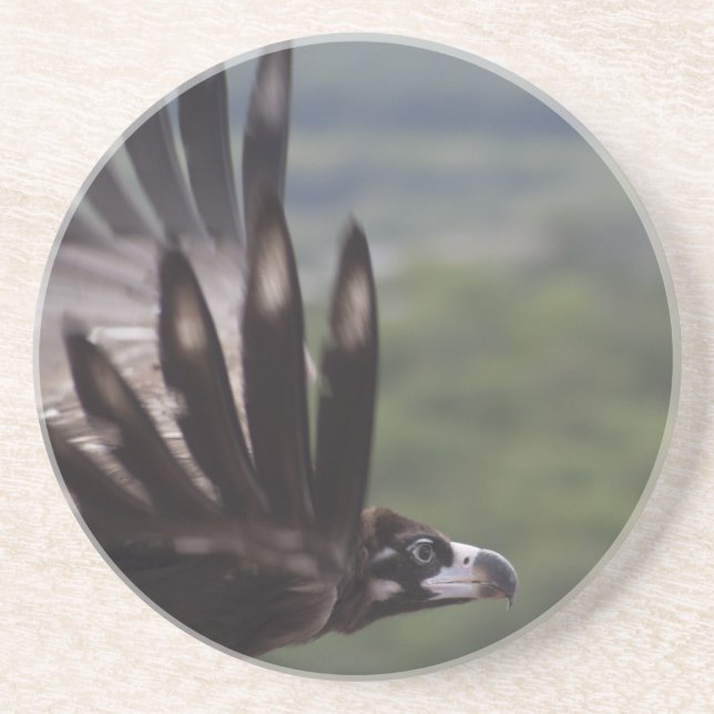 Aegypius monachus coaster (Front)